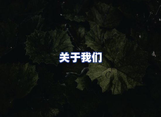专业团队